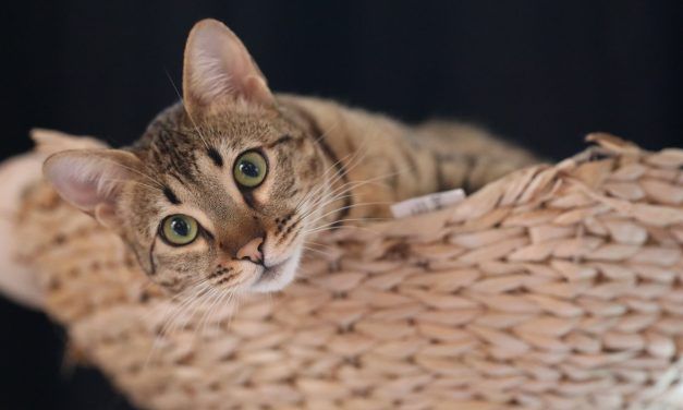 UNA CAMA PARA CADA GATO